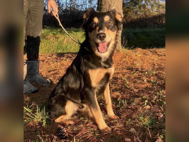 Max ein Familienhund
