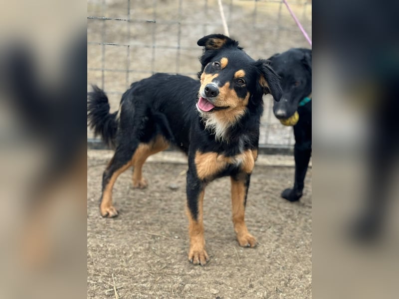 Max ein Familienhund