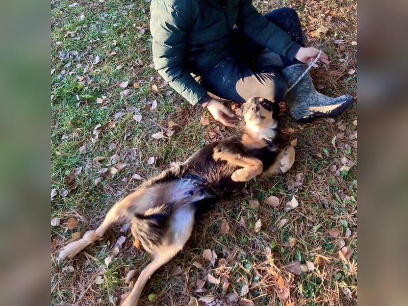Max ein Familienhund