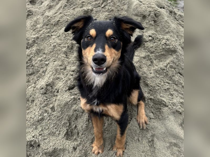 Max ein Familienhund