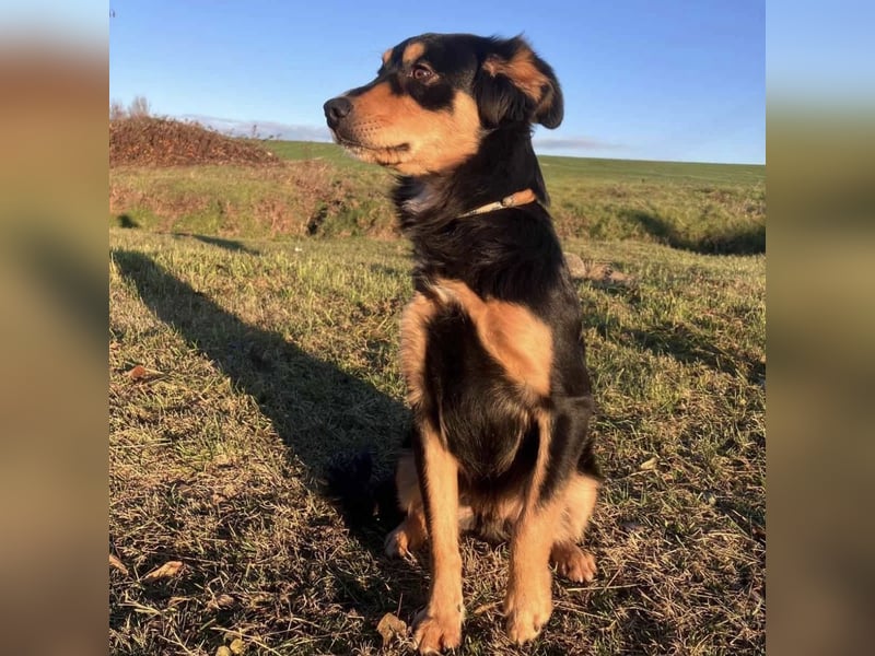 Max ein Familienhund