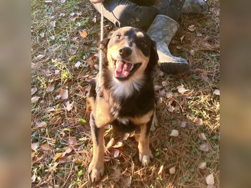 Max ein Familienhund