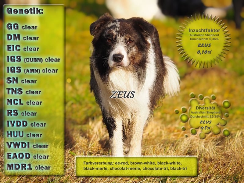 Australian Shepherd "Zeus" Deckrüde