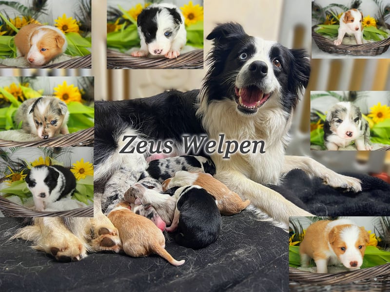 Australian Shepherd "Zeus" Deckrüde