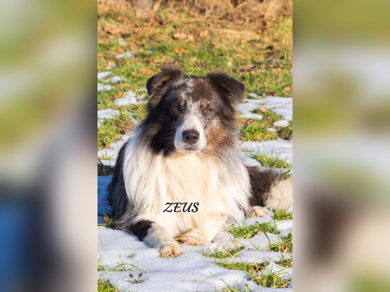 Australian Shepherd "Zeus" Deckrüde