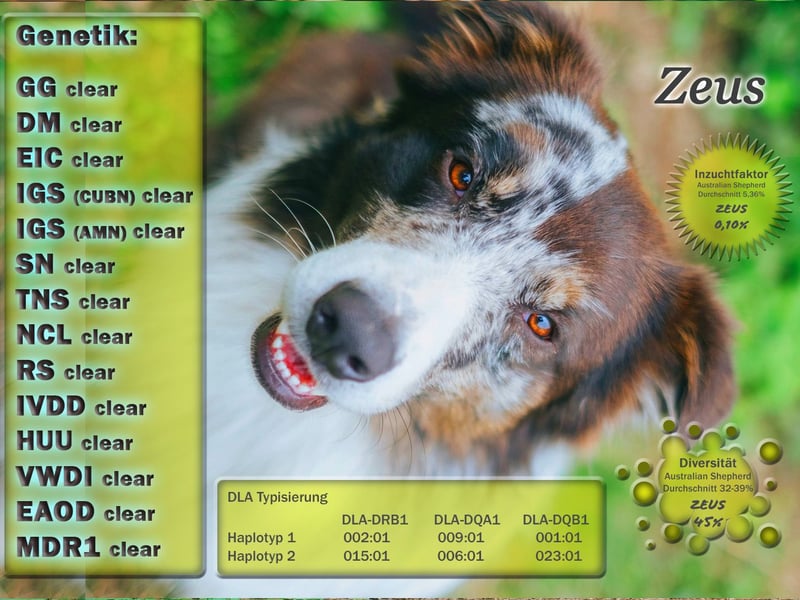 Australian Shepherd "Zeus" Deckrüde