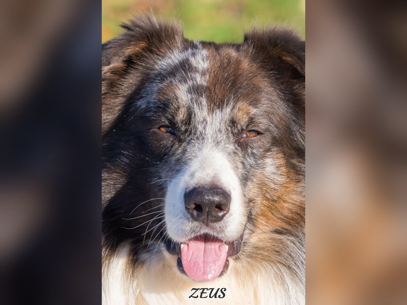 Australian Shepherd "Zeus" Deckrüde