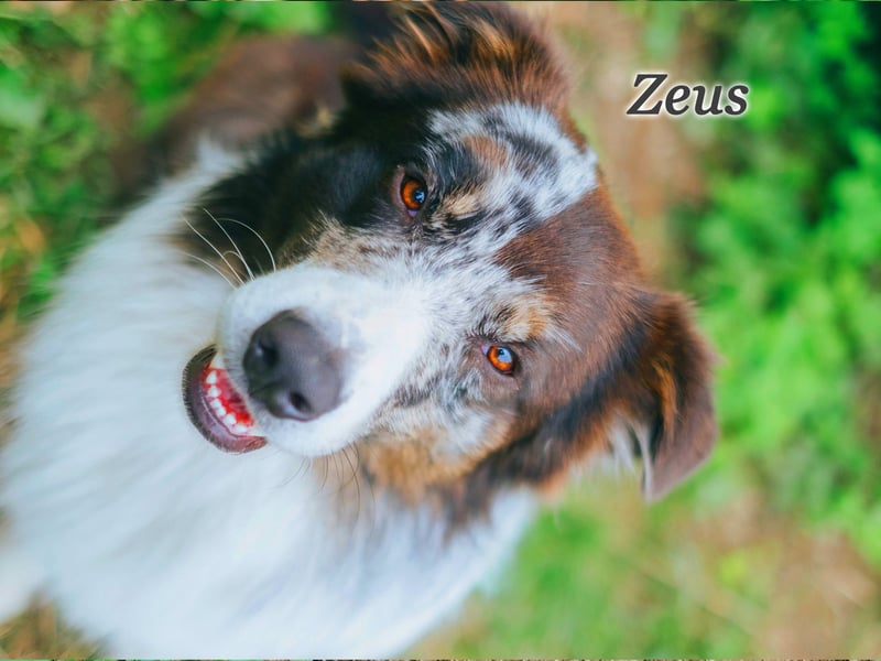 Australian Shepherd "Zeus" Deckrüde