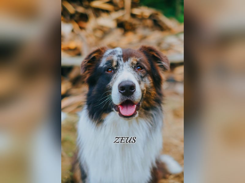 Australian Shepherd "Zeus" Deckrüde