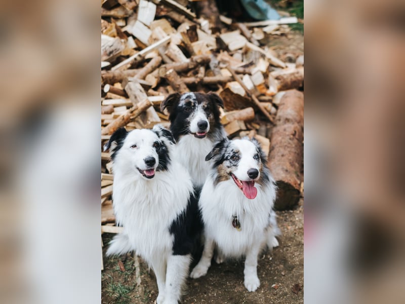 Australian Shepherd "Zeus" Deckrüde