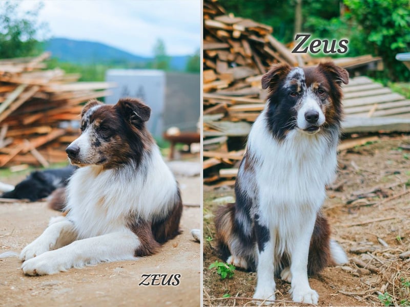 Australian Shepherd "Zeus" Deckrüde
