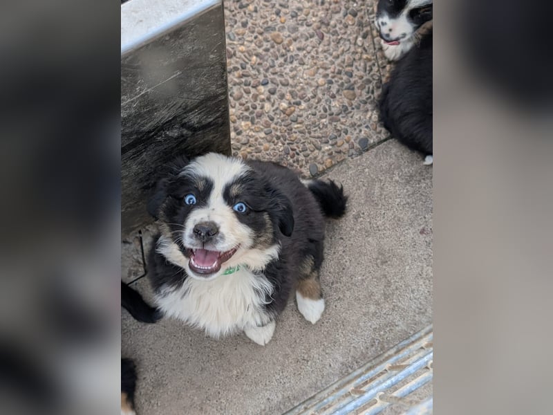 Miniatur Australian shepherd Auszugs bereit stallblaue Augen