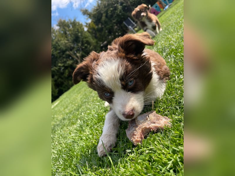 Miniatur Australian shepherd Auszugs bereit stallblaue Augen