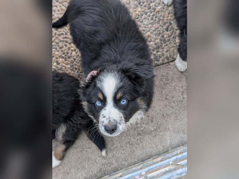 Miniatur Australian shepherd Auszugs bereit stallblaue Augen