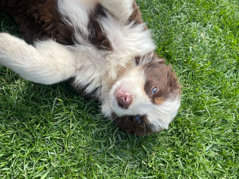 Miniatur Australian shepherd Auszugs bereit stallblaue Augen