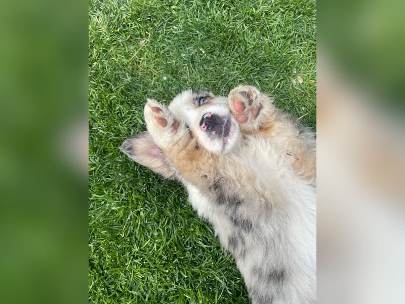 Miniatur Australian shepherd Auszugs bereit stallblaue Augen