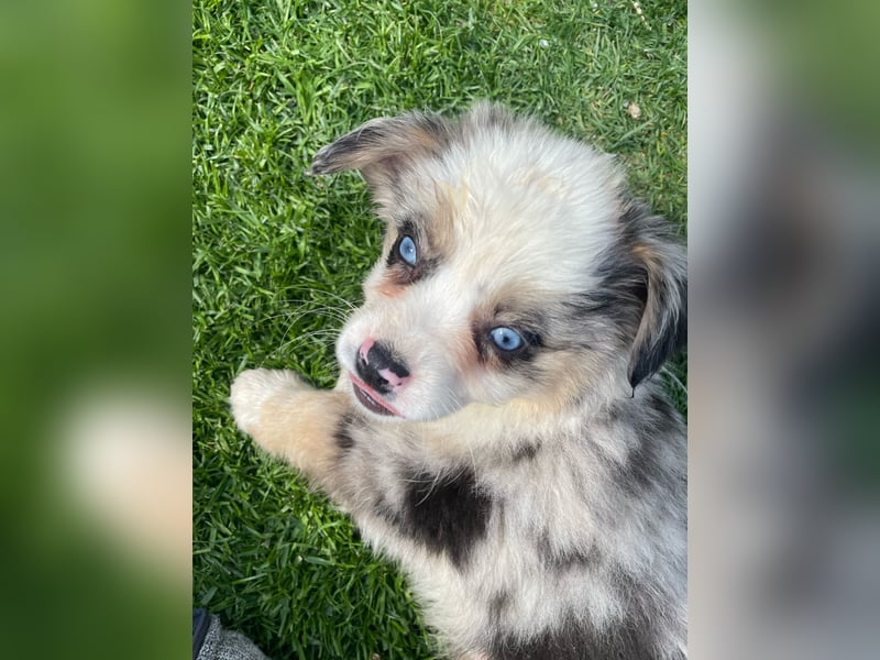 Miniatur Australian shepherd Auszugs bereit stallblaue Augen