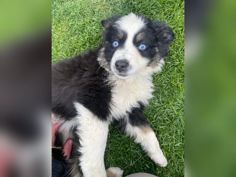 Miniatur Australian shepherd Auszugs bereit stallblaue Augen