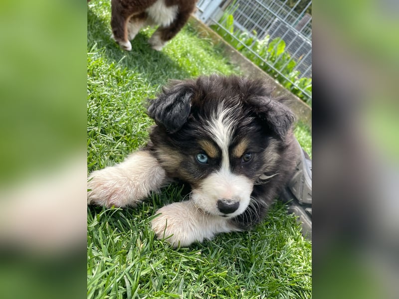 Miniatur Australian shepherd Auszugs bereit stallblaue Augen