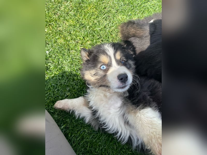 Miniatur Australian shepherd Auszugs bereit stallblaue Augen
