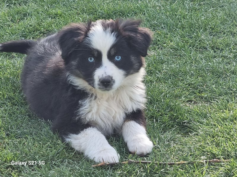 Miniatur Australian shepherd Auszugs bereit stallblaue Augen