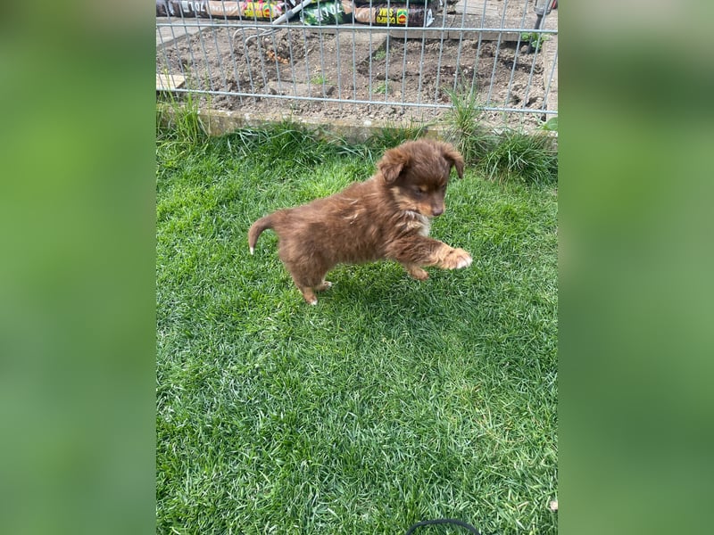 Miniatur Australian shepherd Auszugs bereit stallblaue Augen