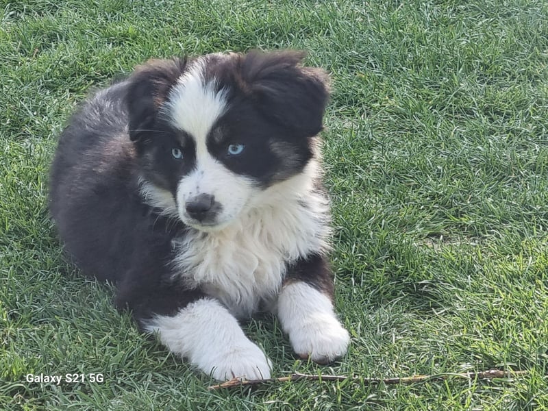 Miniatur Australian shepherd Auszugs bereit stallblaue Augen