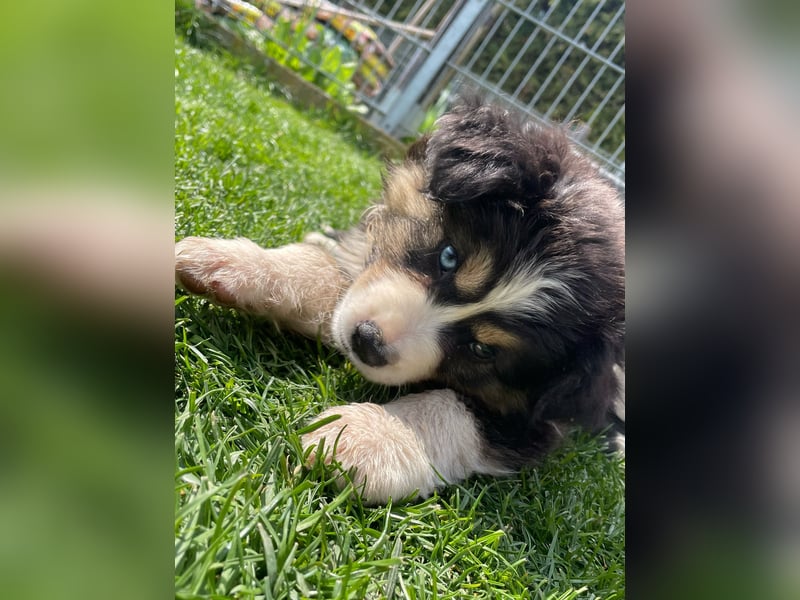 Miniatur Australian shepherd Auszugs bereit stallblaue Augen