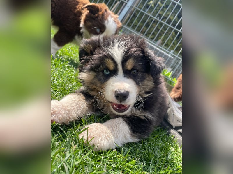 Miniatur Australian shepherd Auszugs bereit stallblaue Augen
