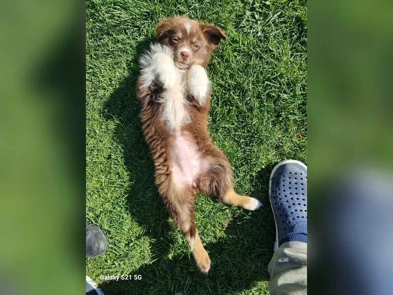 Miniatur Australian shepherd Auszugs bereit stallblaue Augen