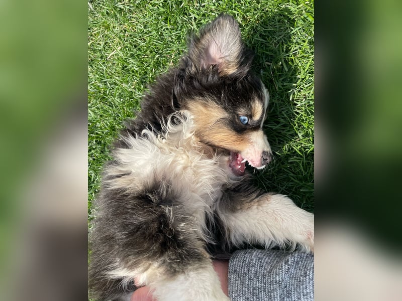 Miniatur Australian shepherd Auszugs bereit stallblaue Augen