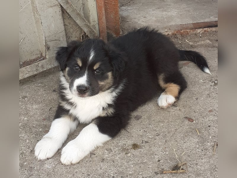 Australian Shepherd Welpe