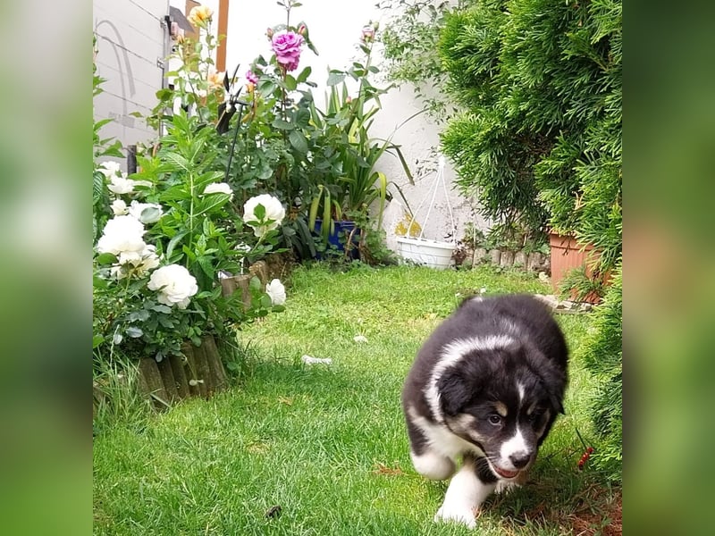 Australian Shepherd Welpe