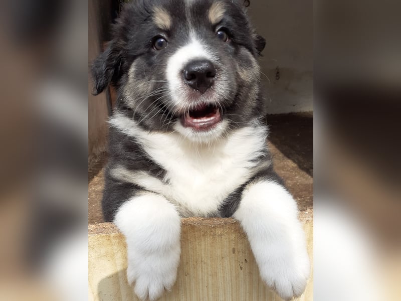 Australian Shepherd Welpe