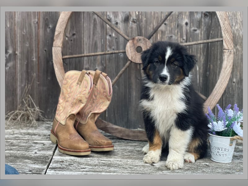 Australian Shepherd, Black Tri, Rüde