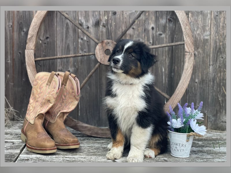 Australian Shepherd, Black Tri, Rüde