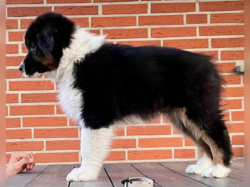 Australian Shepherd, Black Tri, Rüde