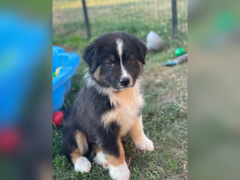Australian Shepherd, Black Tri, Rüde