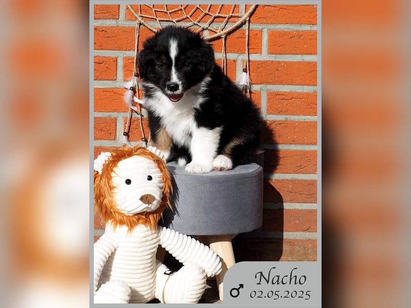 Australian Shepherd, Black Tri, Rüde