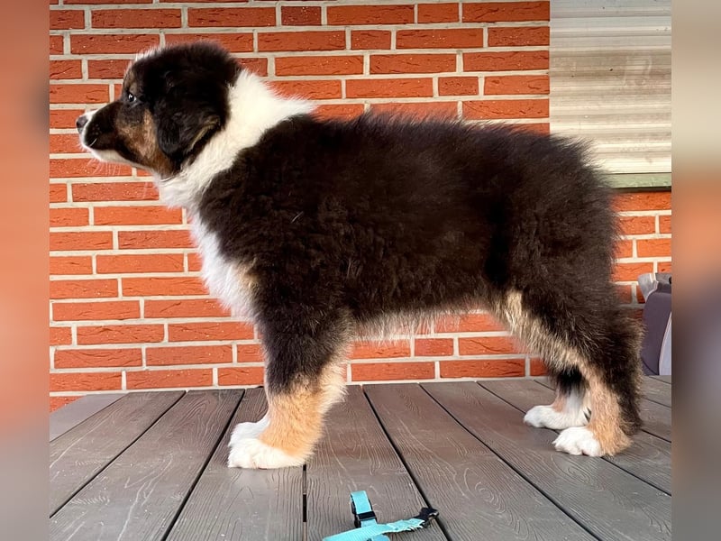 Australian Shepherd, Black Tri, Rüde