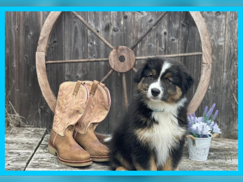 Australian Shepherd, Black Tri, Rüde