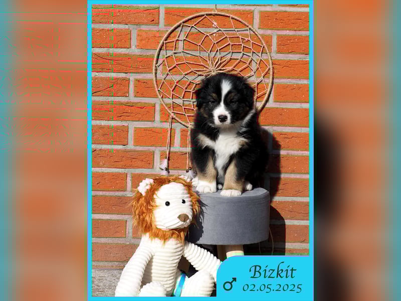 Australian Shepherd, Black Tri, Rüde