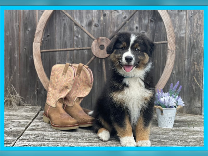 Australian Shepherd, Black Tri, Rüde