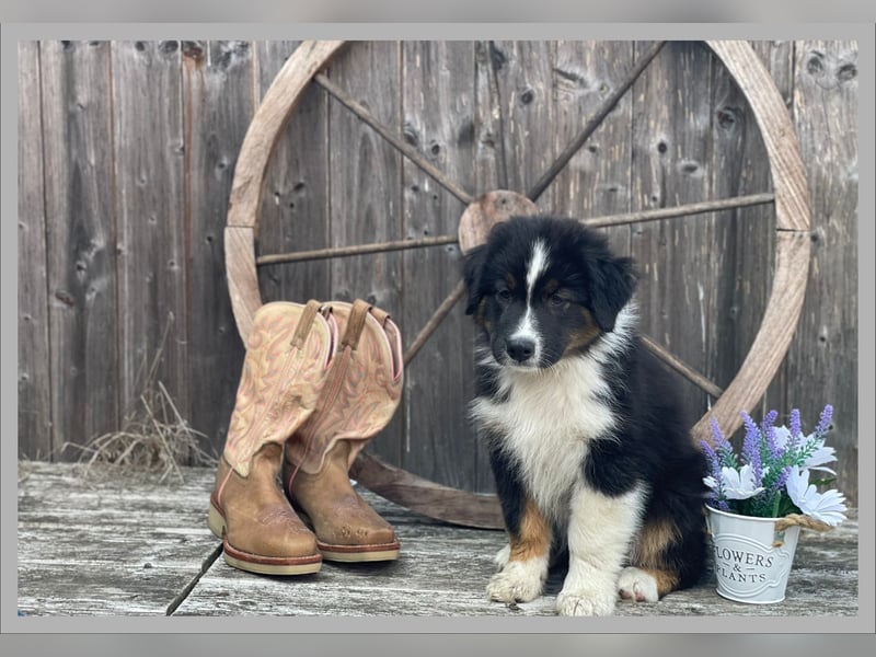 Australian Shepherd, Black Tri, Rüde