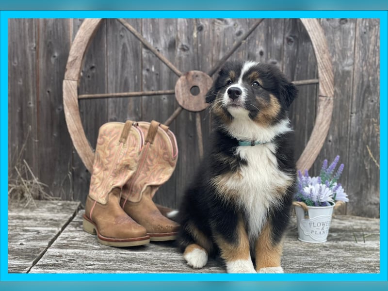 Australian Shepherd, Black Tri, Rüde