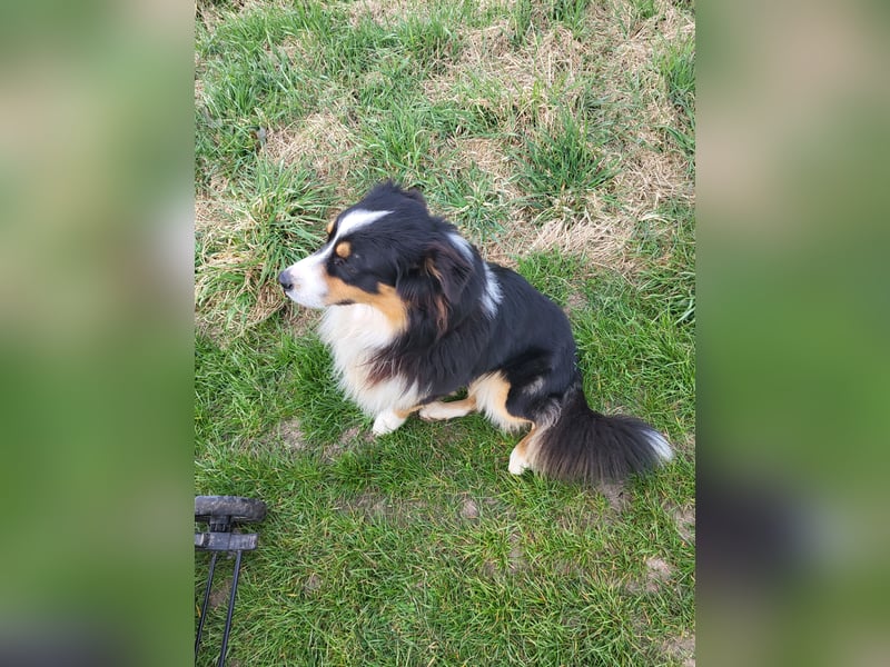 Australian shepherd deckrüde
