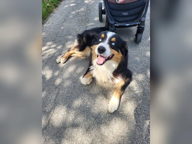 Australian shepherd deckrüde