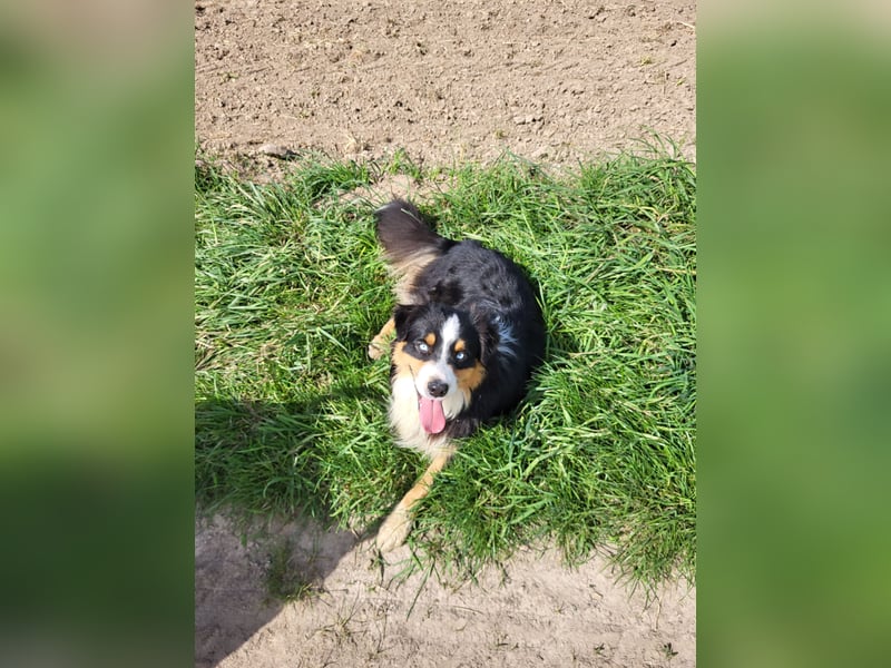 Australian shepherd deckrüde