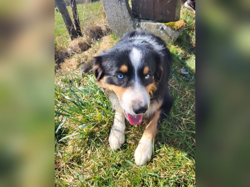 Australian shepherd deckrüde