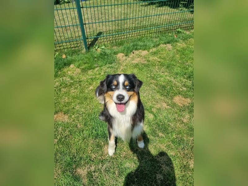 Deckrüde Australian Shepherd